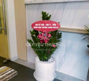 cây tặng khai trương cửa hàng giá  rẻ | kim tiền