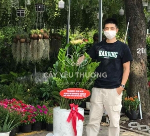 Cây tặng khai trương cửa hàng phong thuỷ tốt nhất | Cây kim tiền (kim phát tài)