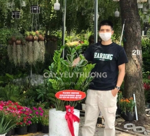 Cây tặng khai trương cửa hàng phong thuỷ tốt nhất | Cây kim tiền (kim phát tài)