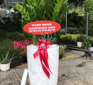 Cây tặng khai trương cửa hàng phong thuỷ tốt nhất | Cây kim tiền (kim phát tài)