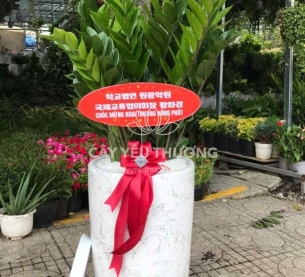 Cây tặng khai trương cửa hàng phong thuỷ tốt nhất | Cây kim tiền (kim phát tài)