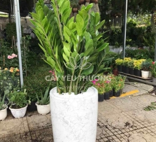 Cây tặng khai trương cửa hàng phong thuỷ tốt nhất | Cây kim tiền (kim phát tài)