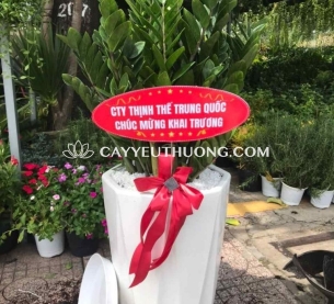 cây tặng khai trương cửa hàng sang trọng - kim tiền bụi lớn