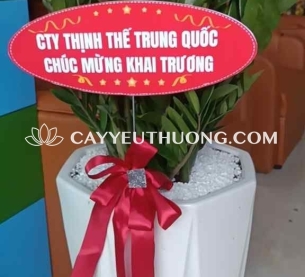 cây tặng khai trương cửa hàng sang trọng - kim tiền bụi lớn