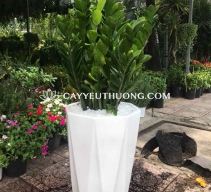 cây tặng khai trương cửa hàng sang trọng - kim tiền bụi lớn