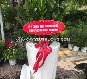 cây tặng khai trương cửa hàng sang trọng - kim tiền bụi lớn