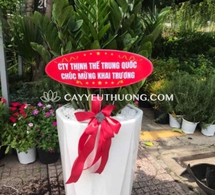 cây tặng khai trương cửa hàng sang trọng - kim tiền bụi lớn