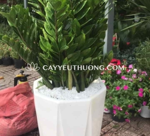 cây tặng khai trương cửa hàng sang trọng - kim tiền bụi lớn
