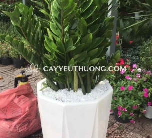 cây tặng khai trương cửa hàng sang trọng - kim tiền bụi lớn