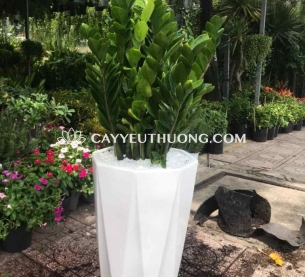 cây tặng khai trương cửa hàng sang trọng - kim tiền bụi lớn