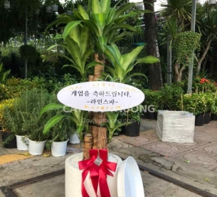 cây tặng khai trương cửa hàng ý nghĩa | phát tài khúc