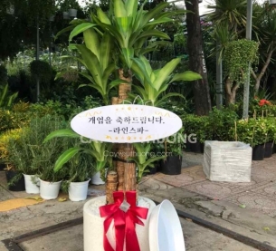 cây tặng khai trương cửa hàng ý nghĩa | phát tài khúc