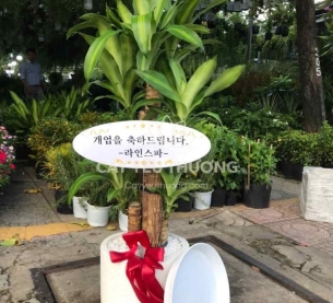 cây tặng khai trương cửa hàng ý nghĩa | phát tài khúc