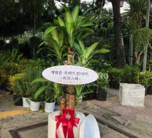 cây tặng khai trương cửa hàng ý nghĩa | phát tài khúc