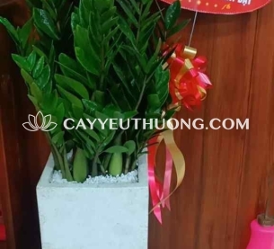 Cây tặng khai trương nhà hàng,quán nhậu | kim phát tài