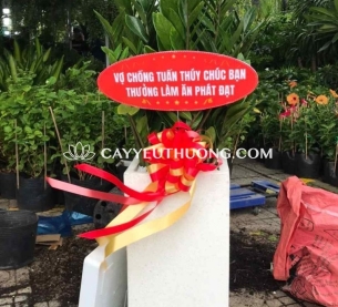 Cây tặng khai trương nhà hàng,quán nhậu | kim phát tài