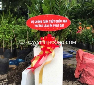 Cây tặng khai trương nhà hàng,quán nhậu | kim phát tài
