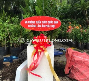 Cây tặng khai trương nhà hàng,quán nhậu | kim phát tài