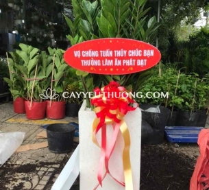 Cây tặng khai trương nhà hàng,quán nhậu | kim phát tài