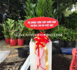 Cây tặng khai trương nhà hàng,quán nhậu | kim phát tài
