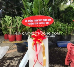 Cây tặng khai trương nhà hàng,quán nhậu | kim phát tài