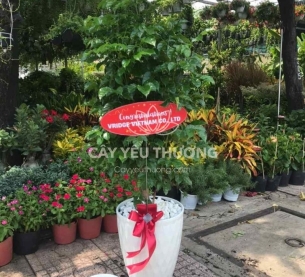 Cây Tặng khai trương văn phòng mới - Hạnh phúc chậu nhựa lưới