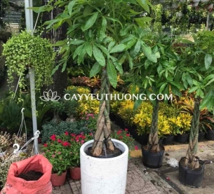 Cây Tặng khai trương văn phòng mới - kim ngân chậu sứ lớn