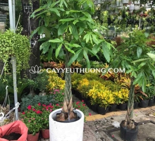 Cây Tặng khai trương văn phòng mới - kim ngân chậu sứ lớn