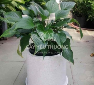 Cây Thanh Tâm phù hợp với người mệnh Mộc và Thủy | cây quà tặng dưới 500k