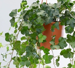 Cây Thường Xuân