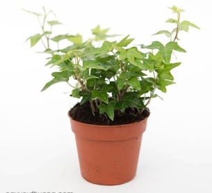 Cây Thường Xuân