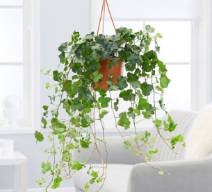 Cây Thường Xuân