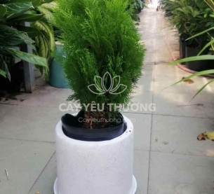 Cây trắc bách diệp - quà tặng dưới 500k