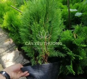 Cây trắc bách diệp - quà tặng dưới 500k