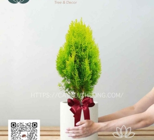 Cây trắc bách diệp - quà tặng dưới 500k