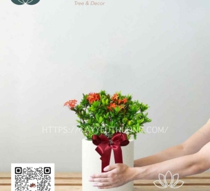Cây trang đỏ - Cây Để Bàn Làm Quà Tặng