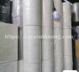 Cây trầu bà chân vịt cây cảnh để văn phòng