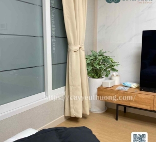 Cây trầu bà chân vịt cây cảnh để văn phòng