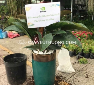 Cây trầu bà đế vương đỏ | cây tặng khai trương tốt nhất