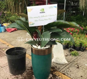 Cây trầu bà đế vương đỏ | cây tặng khai trương tốt nhất