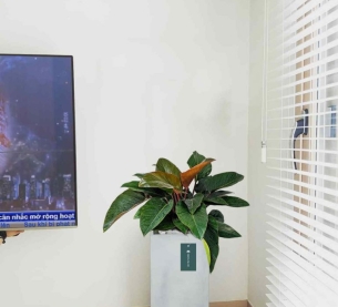 Cây trầu bà đế vương đỏ - Chậu xi măng,chậu đá mài trụ chữ nhật 30x30x60cm