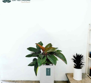 Cây trầu bà đế vương đỏ - Chậu xi măng,chậu đá mài trụ chữ nhật 30x30x60cm