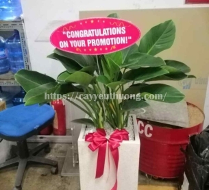 Cây trầu bà đế vương xanh Cây mừng khánh thành đẹp,giá rẻ tại TPHCM