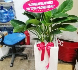 Cây trầu bà đế vương xanh Cây mừng khánh thành đẹp,giá rẻ tại TPHCM