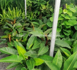 Cây trầu bà đế vương xanh Cây mừng khánh thành đẹp,giá rẻ tại TPHCM