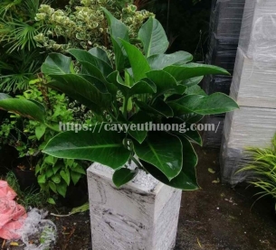 Cây trầu bà đế vương xanh Cây mừng khánh thành đẹp,giá rẻ tại TPHCM