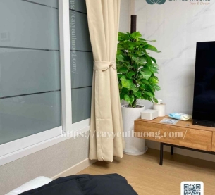 Cây trầu bà leo cột cây cần ít ánh sáng