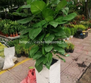 Cây trầu bà leo cột Cây mừng khánh thành đẹp,giá rẻ tại TPHCM