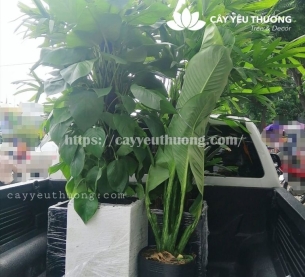 Cây trầu bà leo cột Cây mừng khánh thành đẹp,giá rẻ tại TPHCM