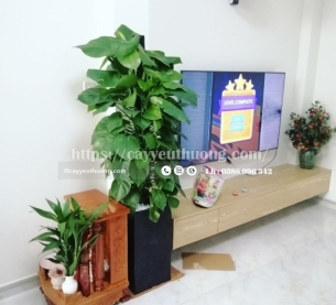 Cây trầu bà leo cột Cây mừng khánh thành đẹp,giá rẻ tại TPHCM